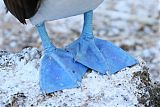 Blue-footed Booby